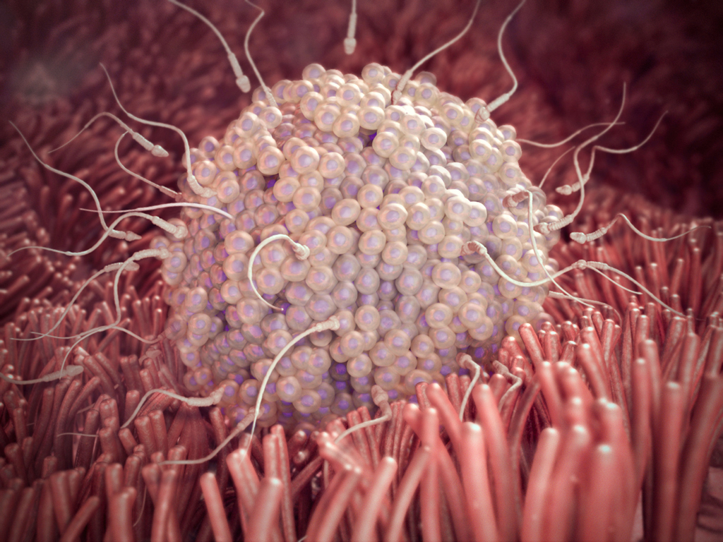 computer-generated image of a fallopian tube with many sperm trying to enter an egg